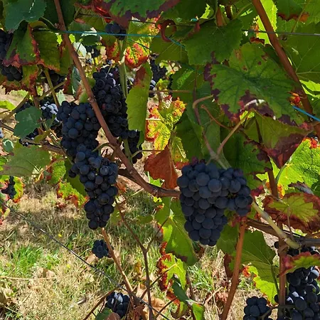 Apartamento Sauers Schwarzwaldglueck